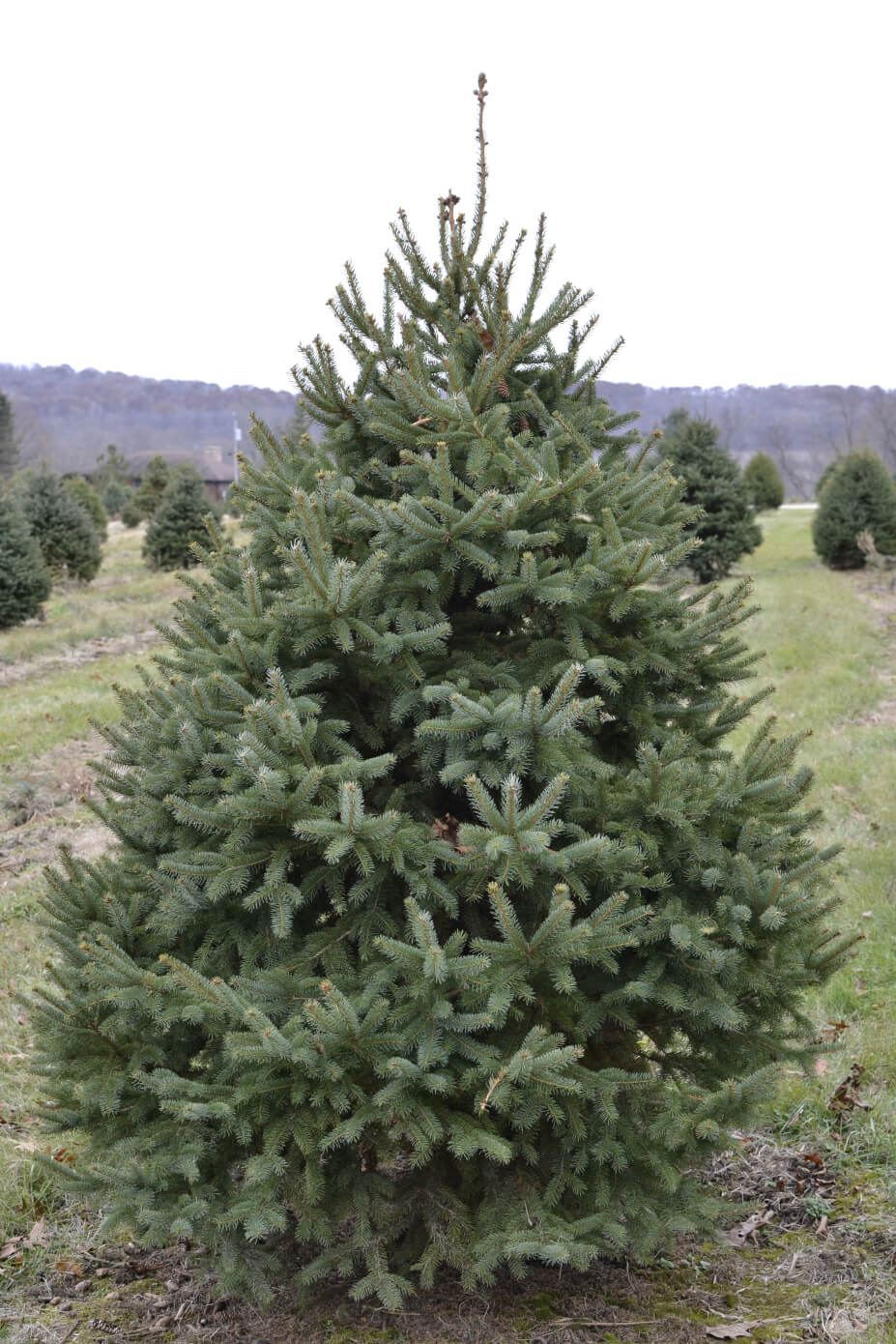 Black Hills Spruce (Up to 7 ft) Christmas Tree