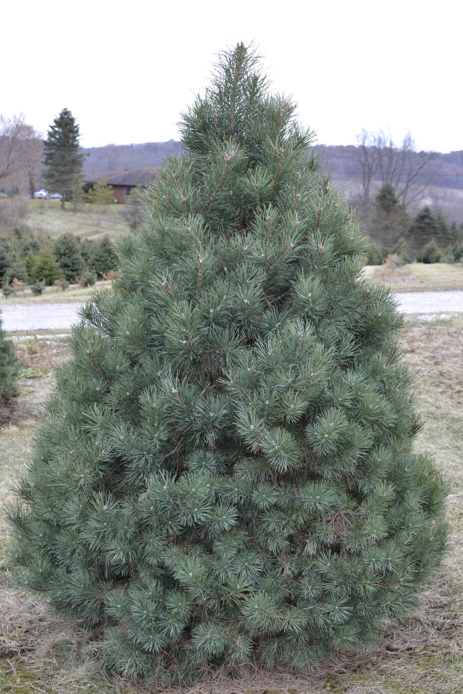 Scotch Pine (Up to 8 ft) Christmas Tree