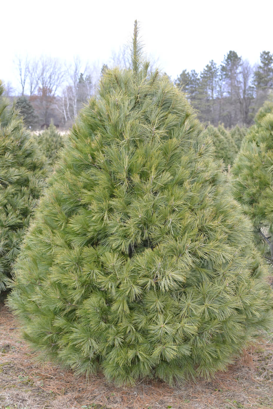 White Pine (Up to 8 ft) Christmas Tree